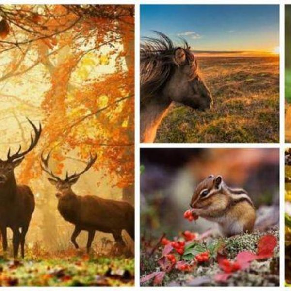 Leeuwenklas : Bosdieren in de herfst