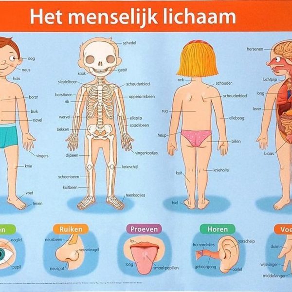 Leeuwenklas : Mijn lichaam