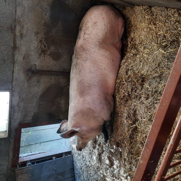 De uiltjesklas naar de kinderboerderij