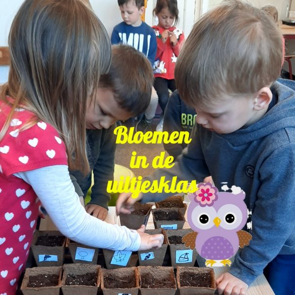 Thema zonnebloemen
