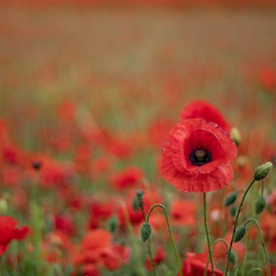 11 november Wapenstilstand