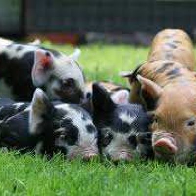 Bezoek kinderboerderij vlinder- en sprinkhanenklas